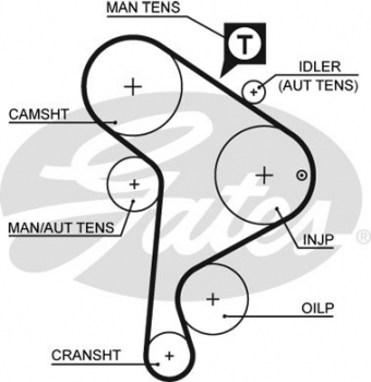 CINGHIA DISTRIBUZIONE