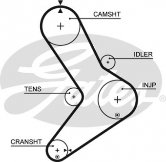 CINGHIA DISTRIBUZIONE