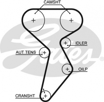 CINGHIA DISTRIBUZIONE