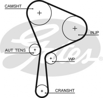 CINGHIA DISTRIBUZIONE
