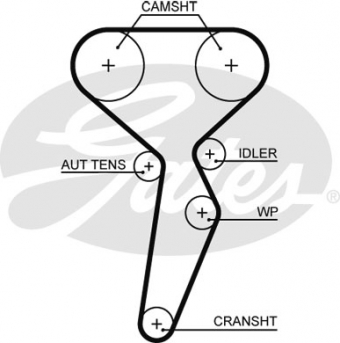 CINGHIA DISTRIBUZIONE