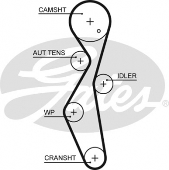 CINGHIA DISTRIBUZIONE